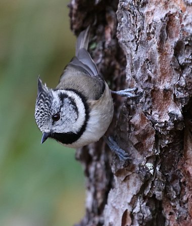 Birdwatching Holiday - Highland Birding in Late Summer