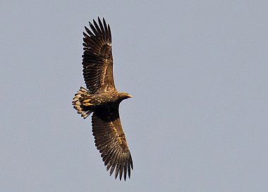 Birdwatching Holiday -  Raptors and Grouse