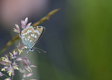 Birdwatching Holiday - Highland Wildlife in High Summer