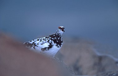 Birdwatching Holiday - Scottish Wildlife in late Autumn