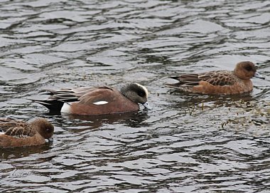 Birdwatching Holiday - Outer Hebrides in Autumn for birders