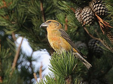 Birdwatching Holiday - Short Breaks - Scottish Birding in Autumn