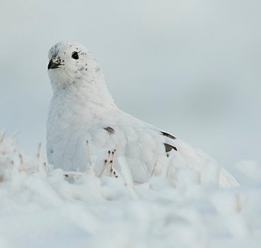 Birdwatching Holiday - New Year Birdlist Booster 