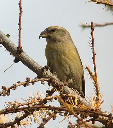 Birdwatching Holiday - Highland Birding in March