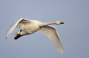Birdwatching Holiday - NEW! Highlands and East Neuk of Fife
