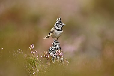 Birdwatching Holiday - NEW! Highlands and the Small Isles