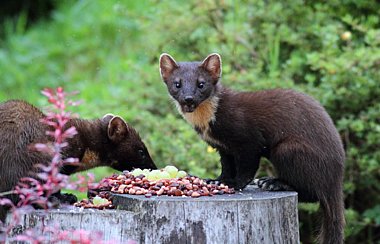 Birdwatching Holiday - Highlands & Ardnamurchan