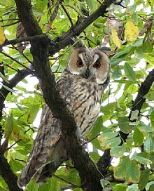 Birdwatching Holiday - Hungary in Autumn