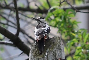 Birdwatching Holiday - Hungary in Spring