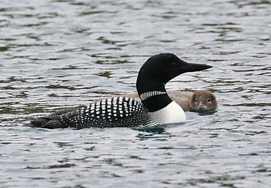 Birdwatching Holiday - Iceland in Summer