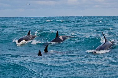 Birdwatching Holiday - Winter Iceland - Orcas, Eagles and Auroras