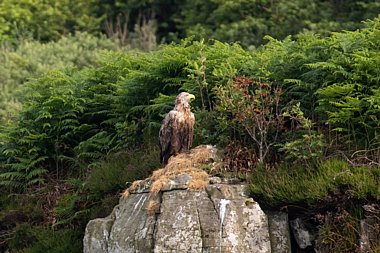 Birdwatching Holiday - Inner Hebrides from Canna to Iona