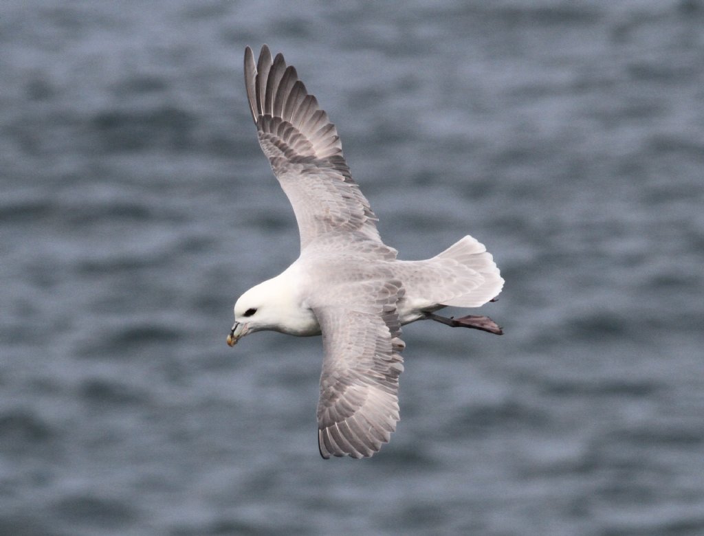 Ireland for Birders | Heatherlea Birdwatching & Wildlife Holidays