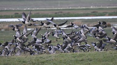 Birdwatching Holiday - Islay and Jura