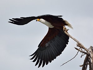 Birdwatching Holiday - Kenyan Ultimate Birding Tour