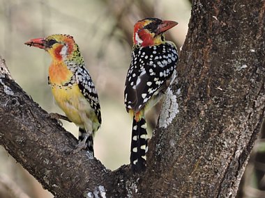 Birdwatching Holiday - Kenya - Birding the Rift Valley