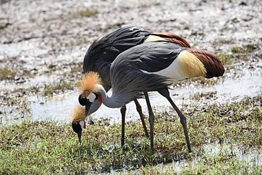 Birdwatching Holiday - NEW! Tanzania