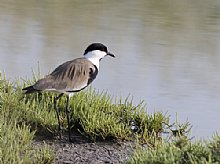 Birdwatching Holiday - Lesvos, Greece