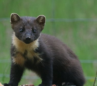 Birdwatching Holiday - Highland Mammals and More!