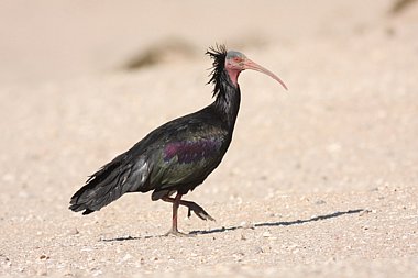 Birdwatching Holiday - Morocco