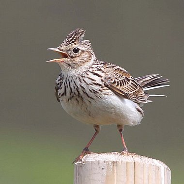 Birdwatching Holiday - NEW! Mull Island Explorer
