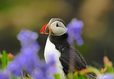 Birdwatching Holiday - Mull, Iona and the Treshnish Isles