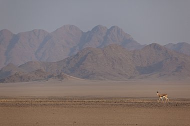 Birdwatching Holiday - Namibia