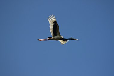 Birdwatching Holiday - NEW! Birds & Mammals of West Nepal