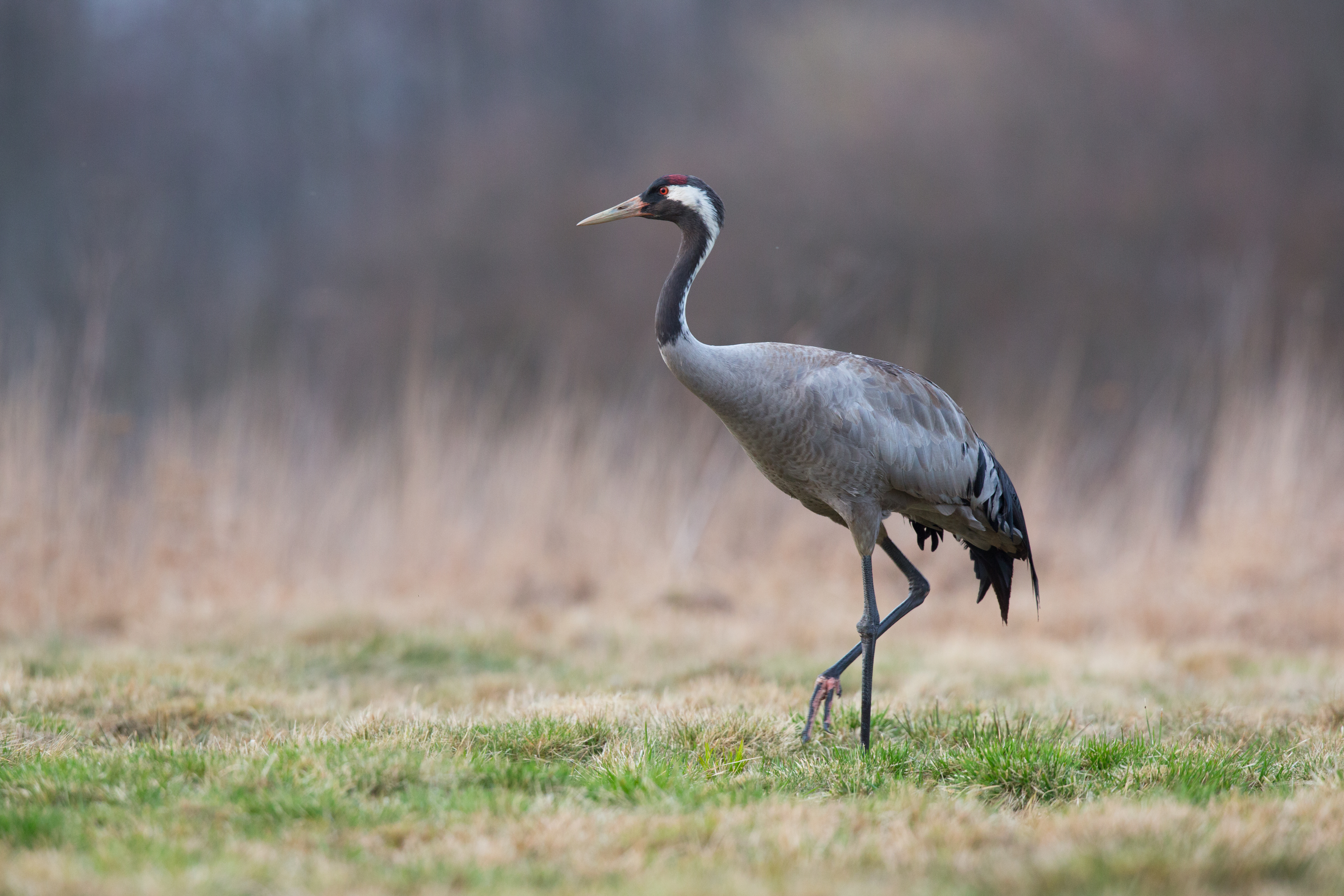 Birdwatching Holiday - North-east Scotland Explorer