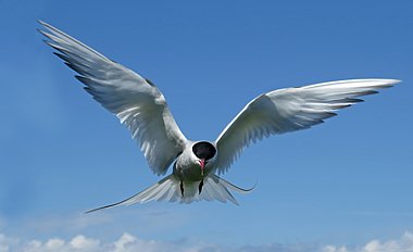 Birdwatching Holiday - Northumberland in High Summer
