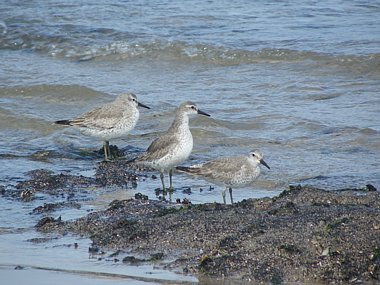 Birdwatching Holiday - NEW! Northumberland in Winter