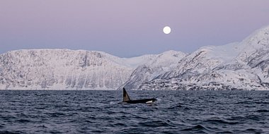 Birdwatching Holiday - NEW! Whales and Wildlife in Northern Norway