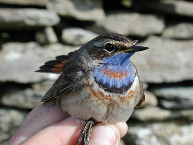 Birdwatching Holiday - North Ronaldsay and Orkney in Spring for birders