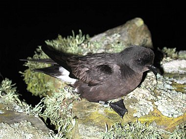 Birdwatching Holiday - Orkney in High Summer - July