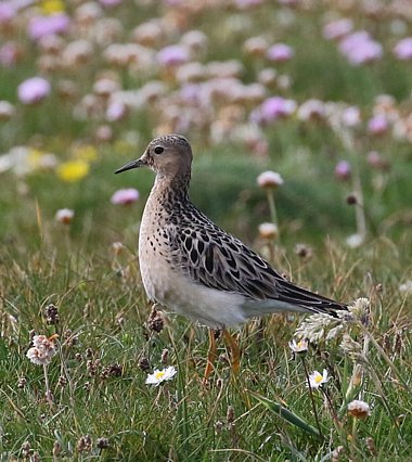 Birdwatching Holiday - Outer Hebrides in Early Autumn for birders
