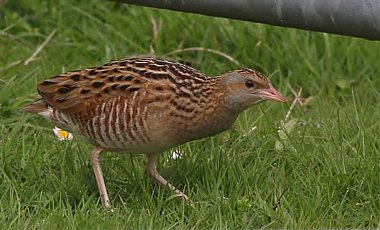 Birdwatching Holiday - Outer Hebrides in Spring