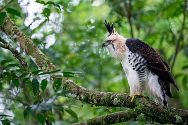 Birdwatching Holiday - NEW! Panama