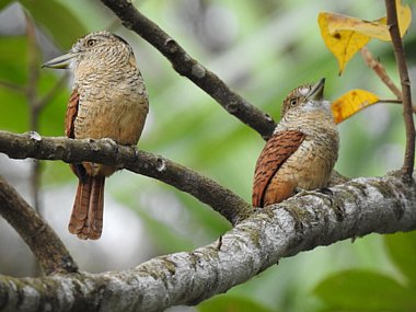 Birdwatching Holiday - NEW! Panama