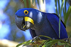 Birdwatching Holiday - Brazil - The Pantanal 