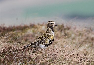 Birdwatching Holiday - Peak District, Yorkshire Coast & Norfolk in Spring 