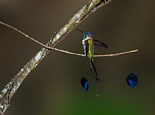 Birdwatching Holiday - Northern Peru 