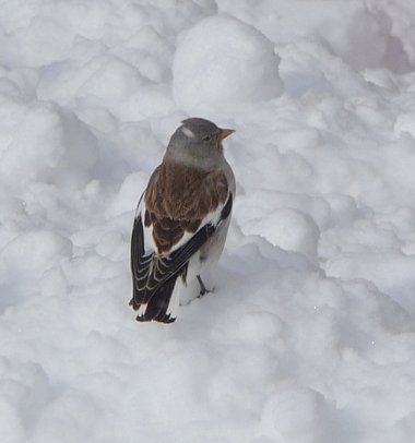 Birdwatching Holiday - NEW! Picos Mountains and Meseta Plains