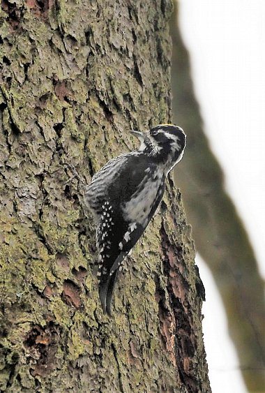 Birdwatching Holiday - NEW! Poland