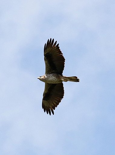 Birdwatching Holiday - Portugal in Spring