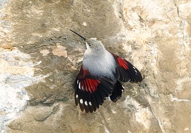 Birdwatching Holiday - Spain in Early Spring