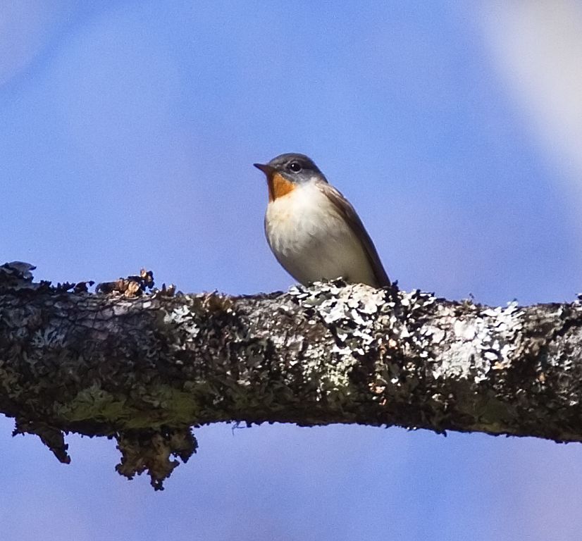 red flanked bluetail song red flanked bluetail song