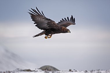 Birdwatching Holiday - NEW! Scottish Winter Specialities