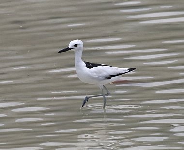 Birdwatching Holiday - NEW! Ultimate Oman