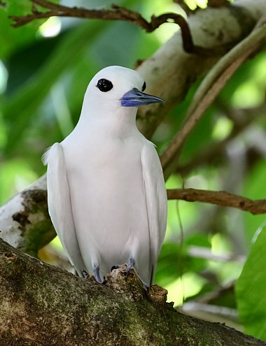 Birdwatching Holiday - NEW! The Seychelles