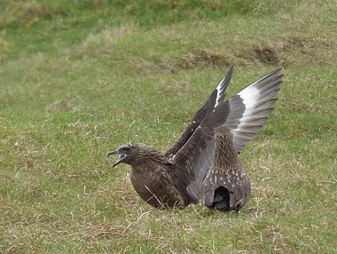 Birdwatching Holiday - Shetland Island Explorer - May/June